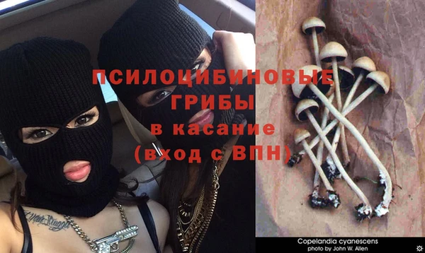 PSILOCYBIN Алексеевка